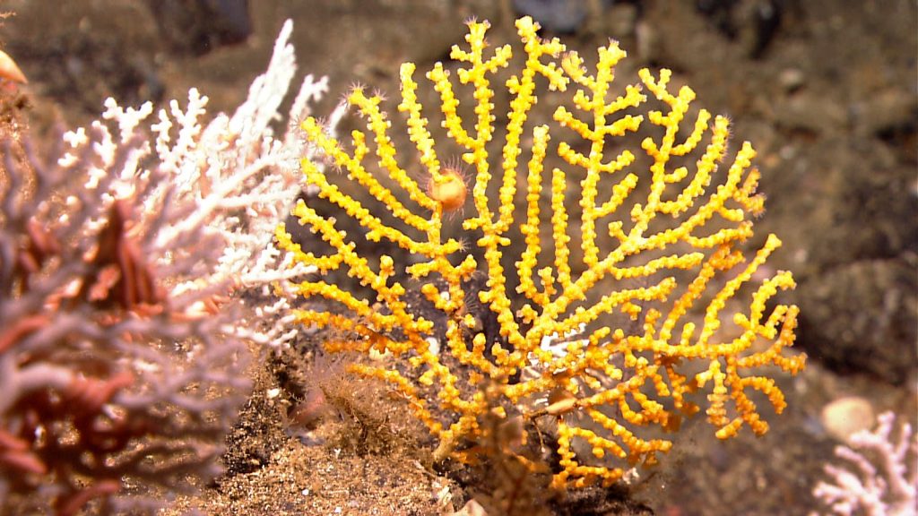 Yellow octocoral. Photo credit: NOAA